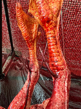 Load image into Gallery viewer, QUACK