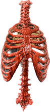 Load image into Gallery viewer, LIFE-SIZE RIB CAGE