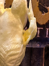 Load image into Gallery viewer, SALMONELLA