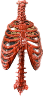 LIFE-SIZE RIB CAGE