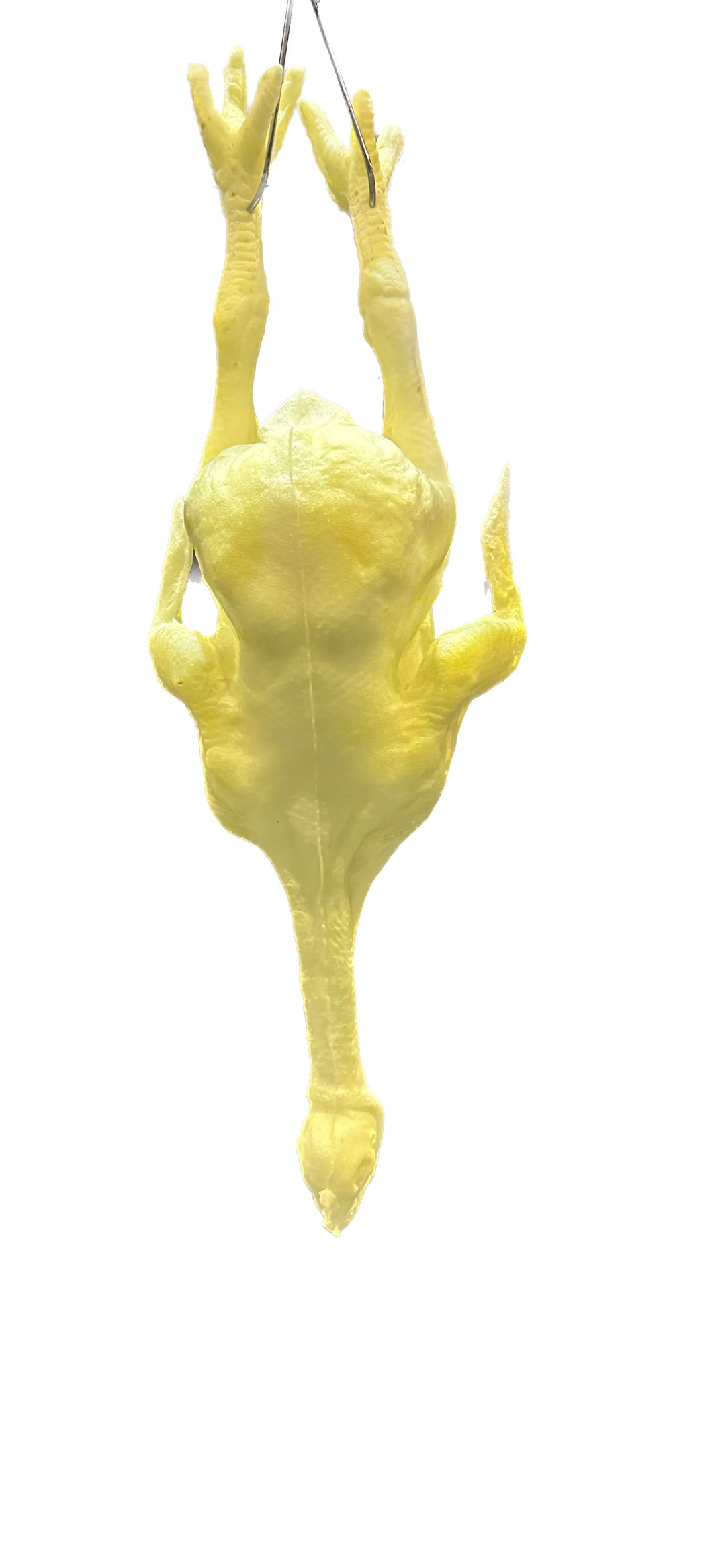 SALMONELLA