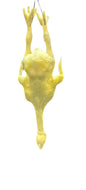 SALMONELLA